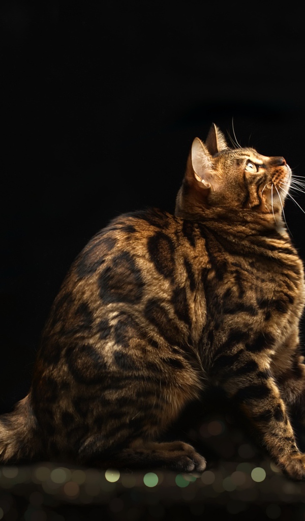 Красивая дорогая бенгальская кошка на черном фоне