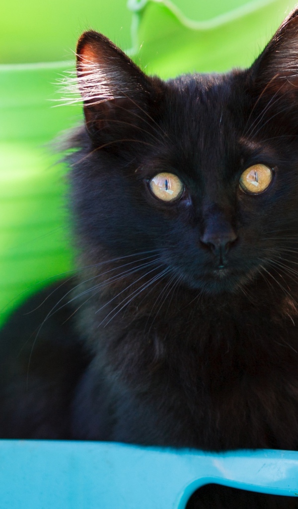 Красивый пушистый черный кот с желтыми глазами 