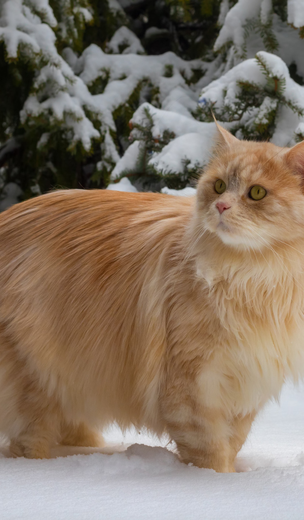 Beautiful fluffy red cat by a snowy fir