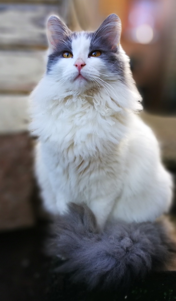 Красивый пушистый белый кот с серыми пятнами