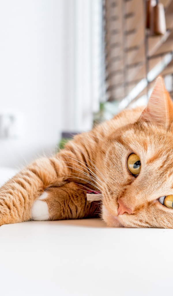 Красивый рыжий кот лежит на подоконнике 