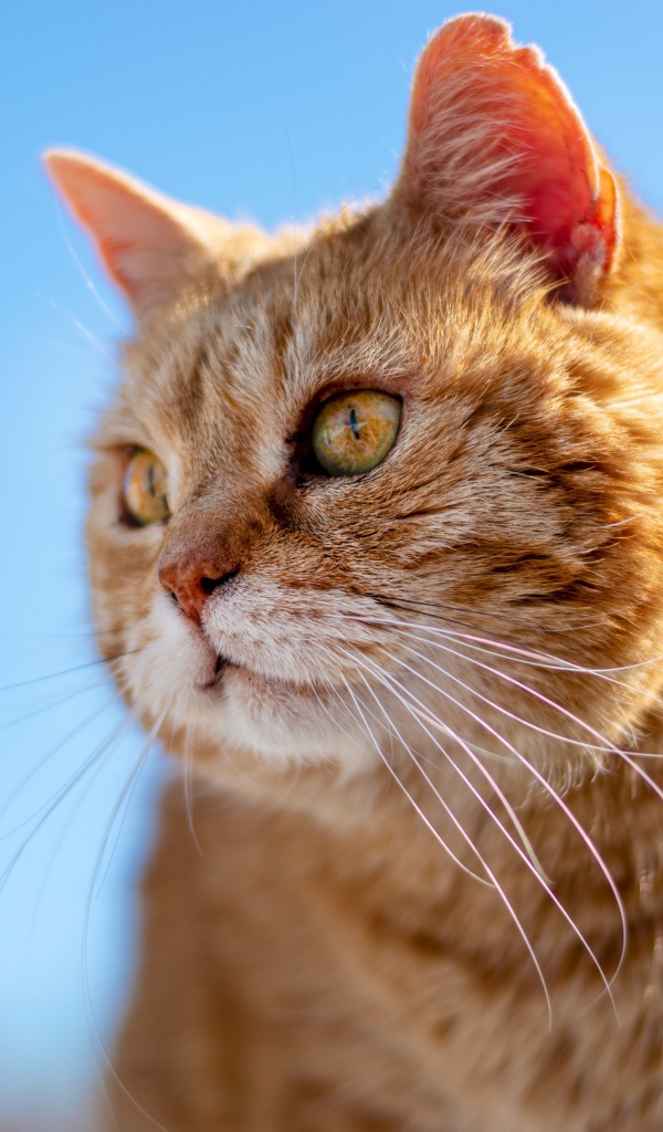 Красивый рыжий кот на голубом фоне