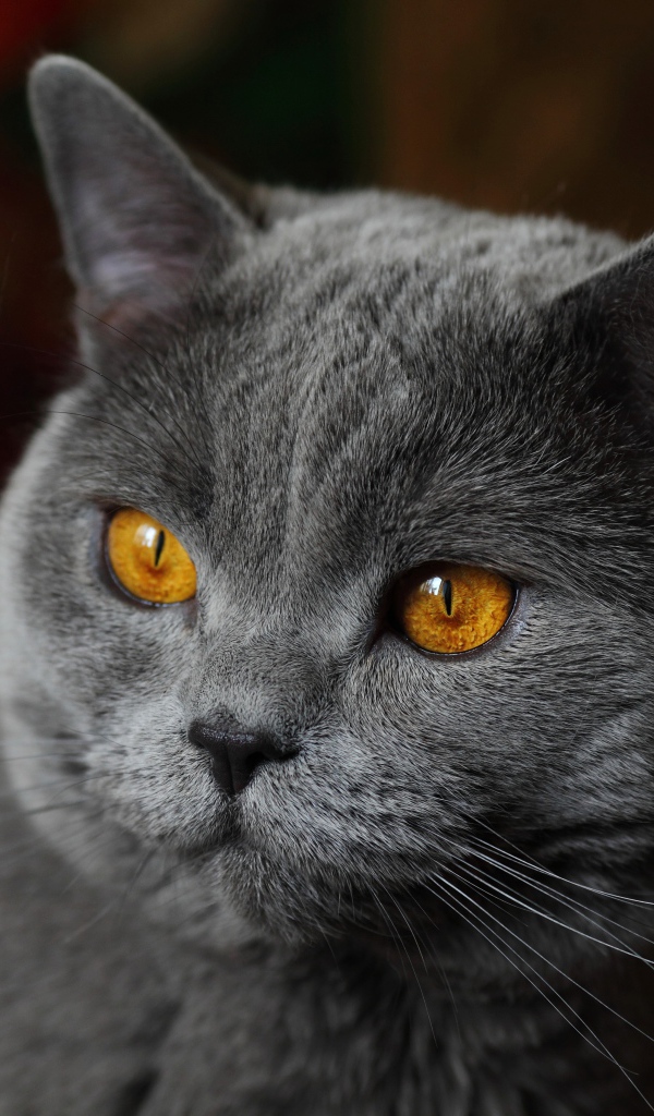 Красивый серый кот с желтыми глазами крупным планом