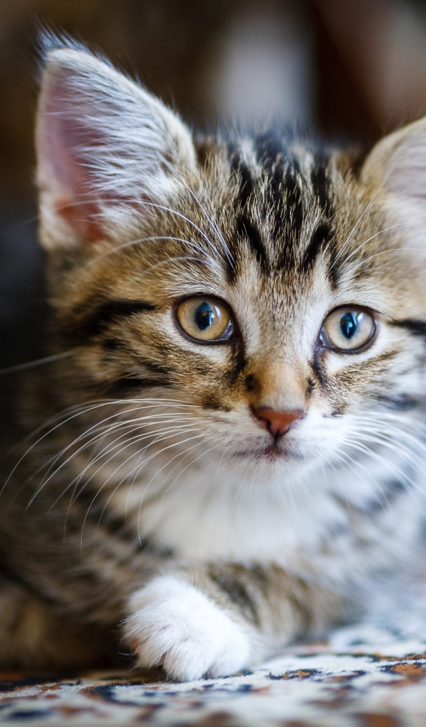 Красивый серый котенок лежит на диване 