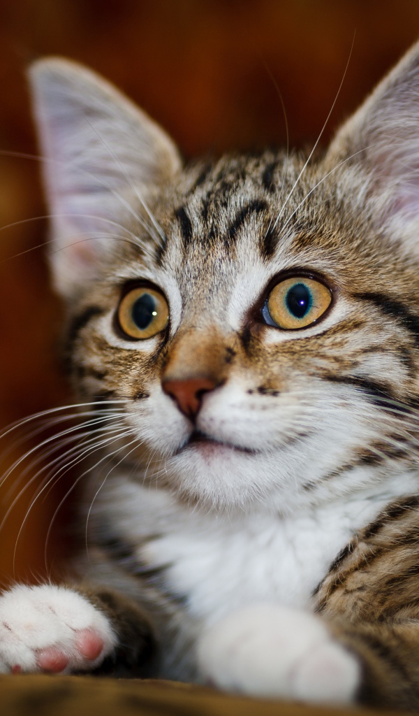 Красивый серый котенок с белыми пятнами 