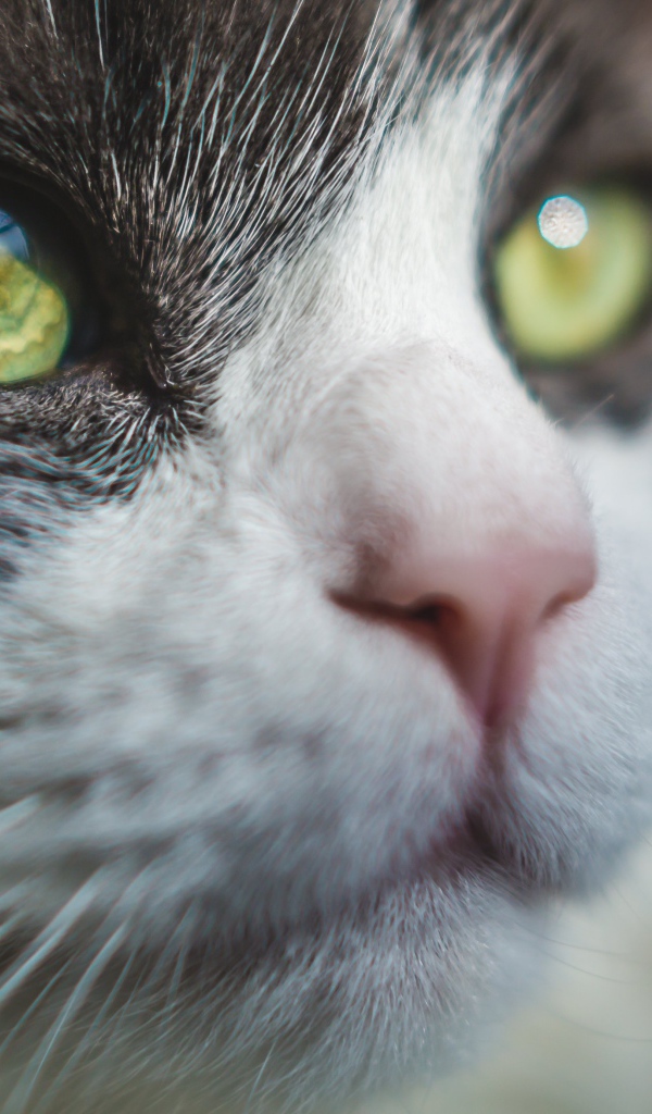 Красивые зеленые глаза кота 