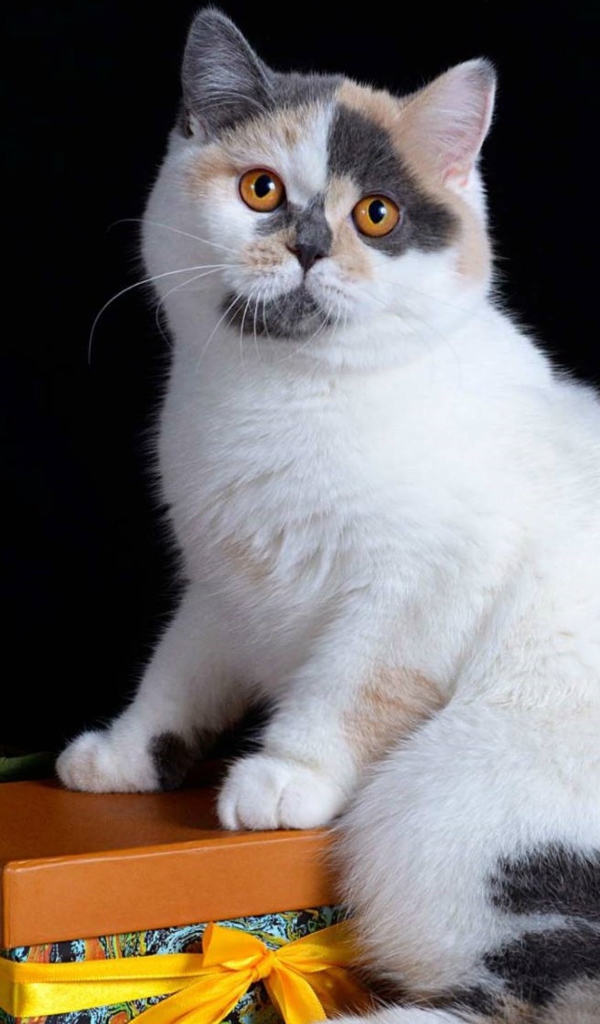 Красивый котенок с подарком и цветком на черном фоне