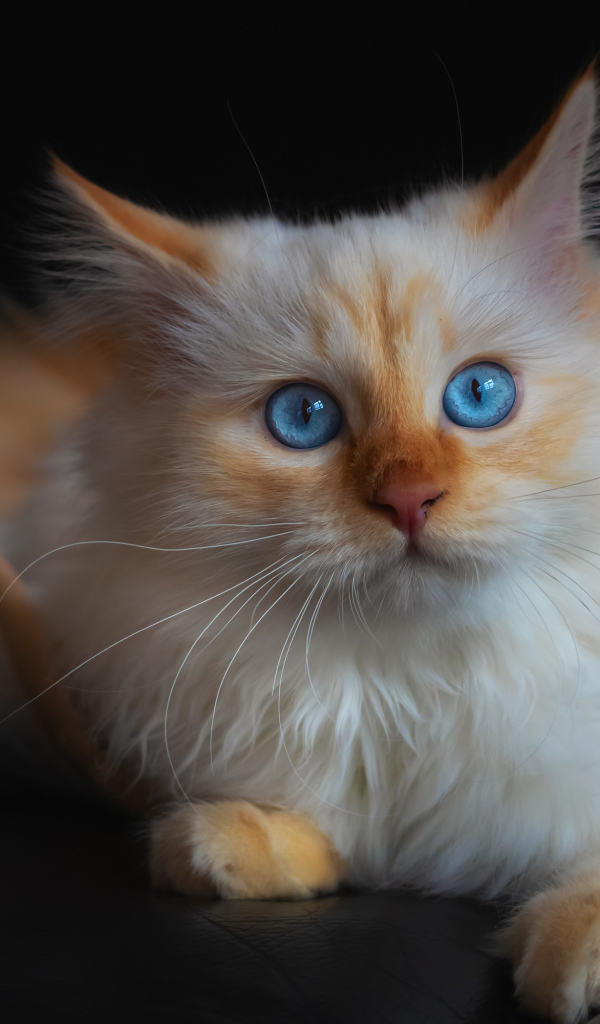 Красивый породистый голубоглазый кот лежит на диване