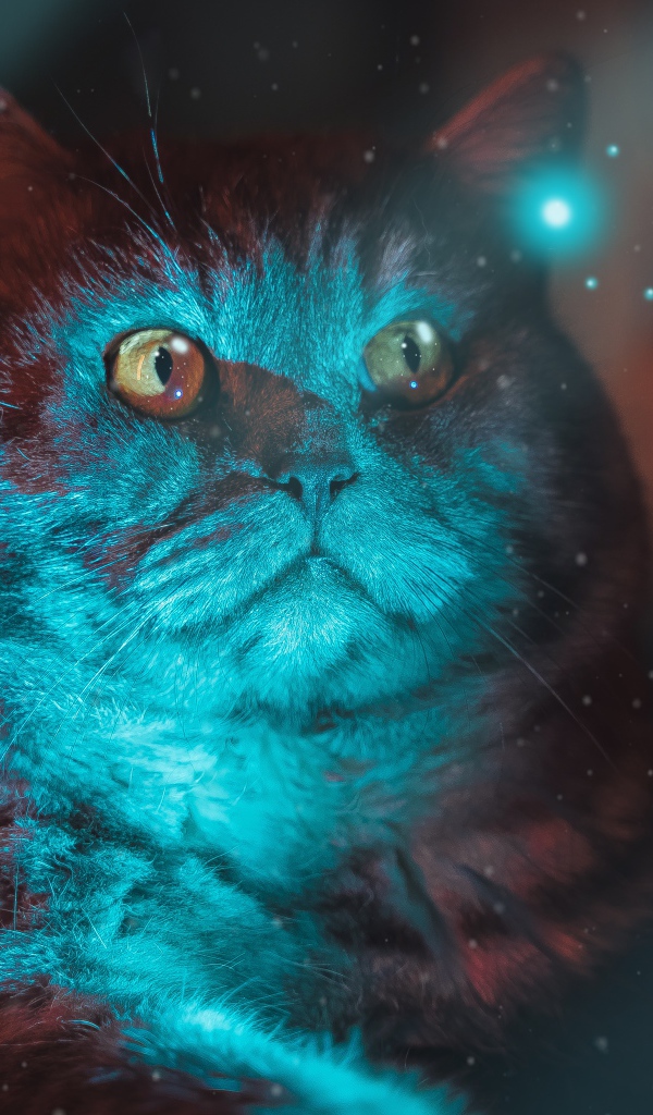 Красивый породистый кот с неоновом свете