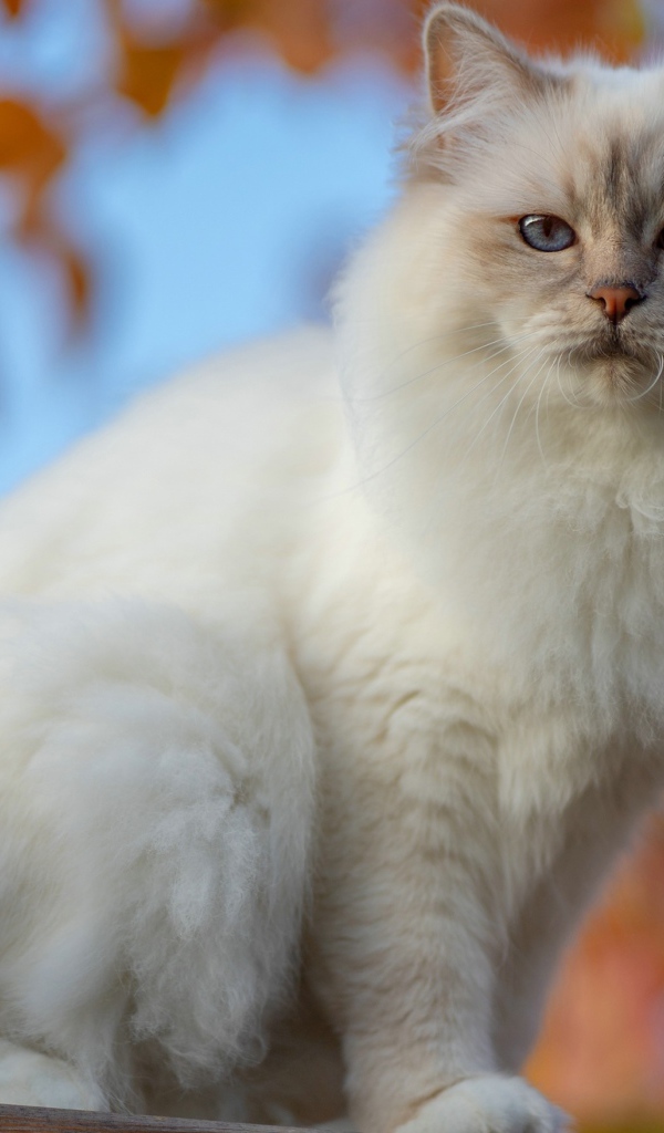 Красивая породистая белая голубоглазая кошка