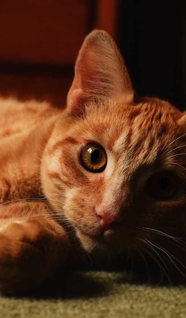 Рыжий красивый кот лежит на полу