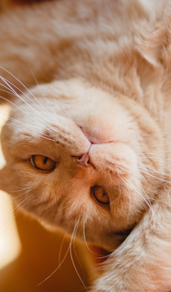 Красивый рыжий кот лежит лапами вверх