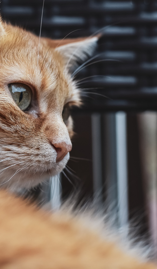 Красивый рыжий зеленоглазый кот крупным планом