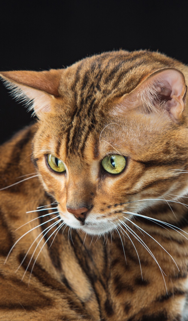 Красивая пятнистая бенгальская кошка на черном фоне 