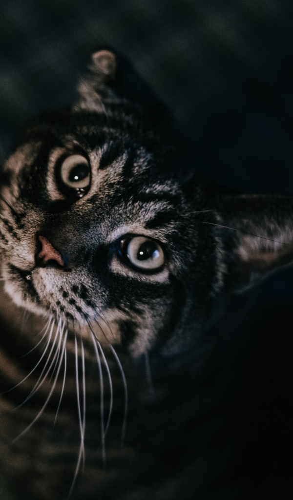 Красивый полосатый серый кот 