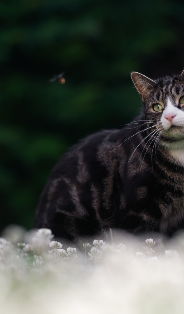 Красивый полосатый кот сидит в белых цветах клевера