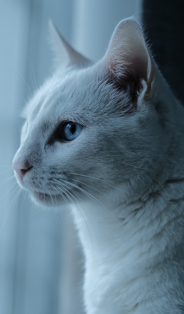 Красивая белая голубоглазая кошка у окна