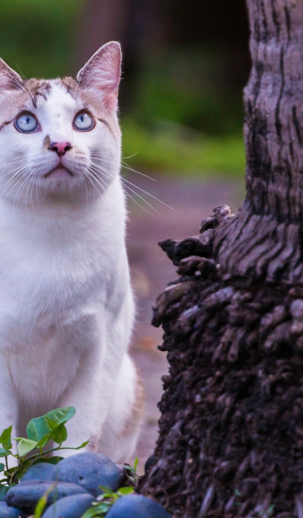 Красивый белый голубоглазый кот сидит у дерева 