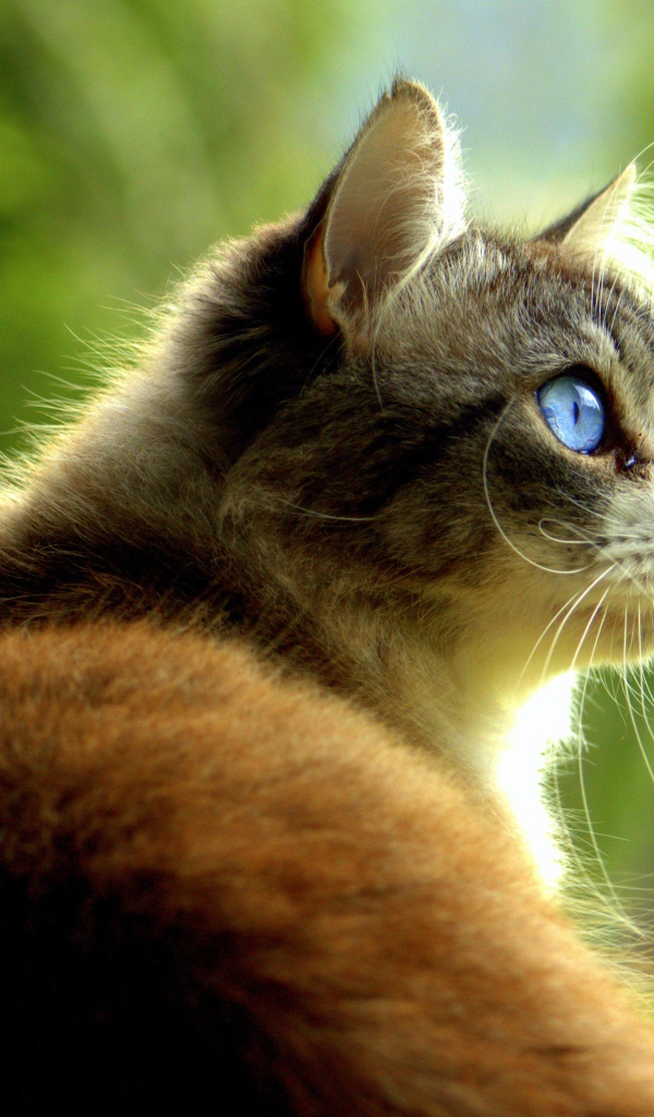 Большой кот с голубыми глазами 