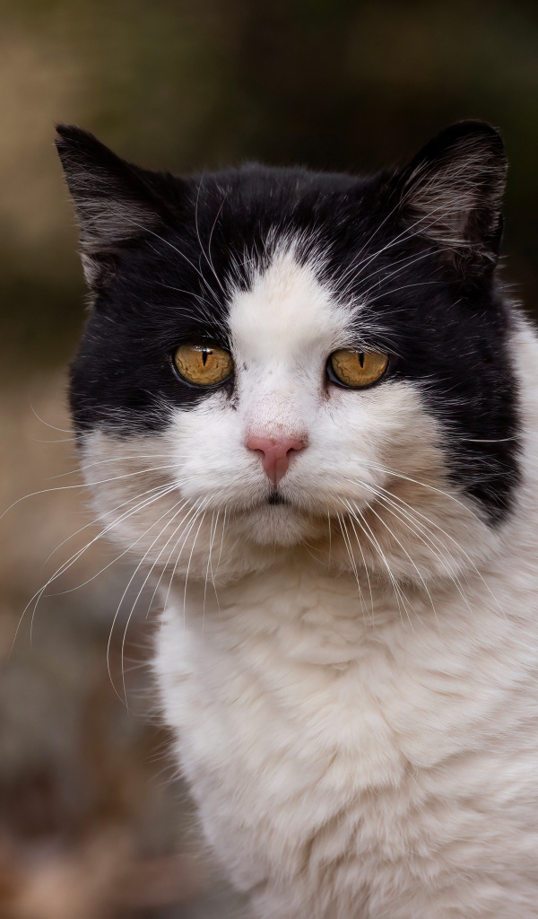 Big face of a black and white cat