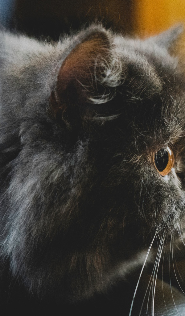 Большой пушистый черный кот с желтыми глазами 