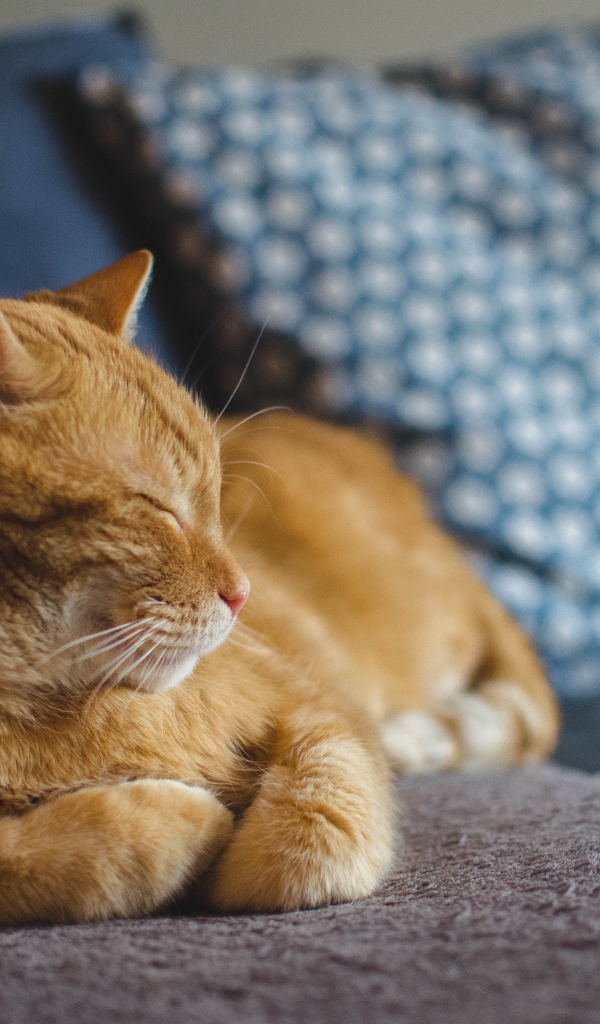 Большой рыжий кот спит на диване