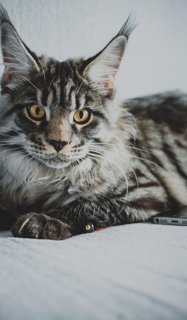 Большой серый кот породы мейн кун на диване 