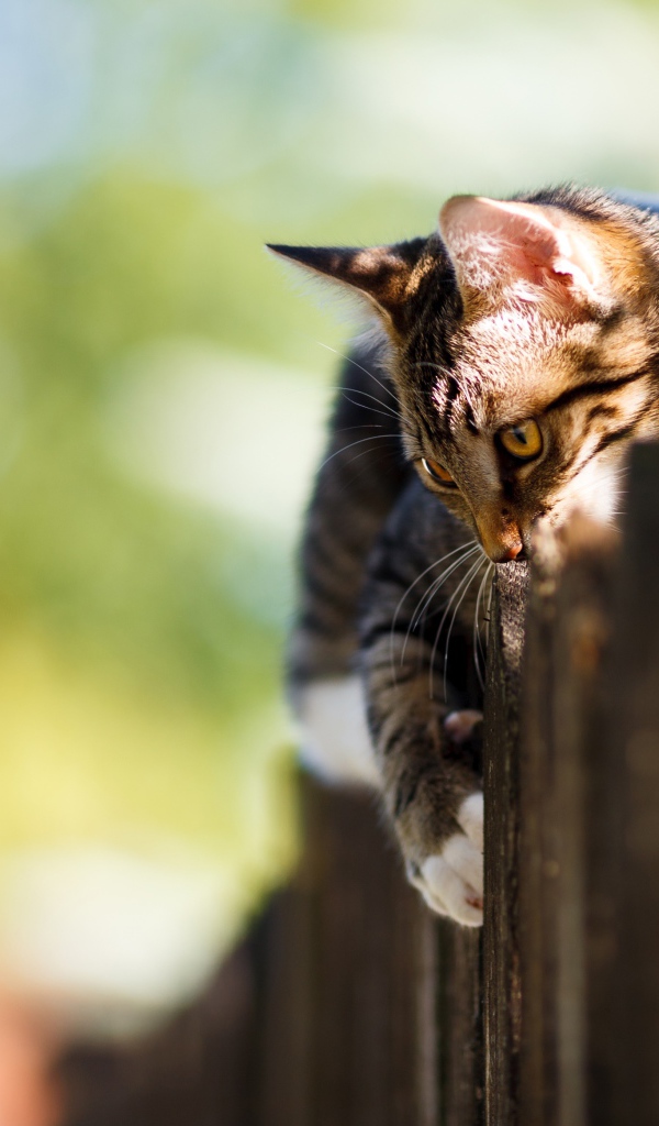 Большой серый кот лежит на заборе 
