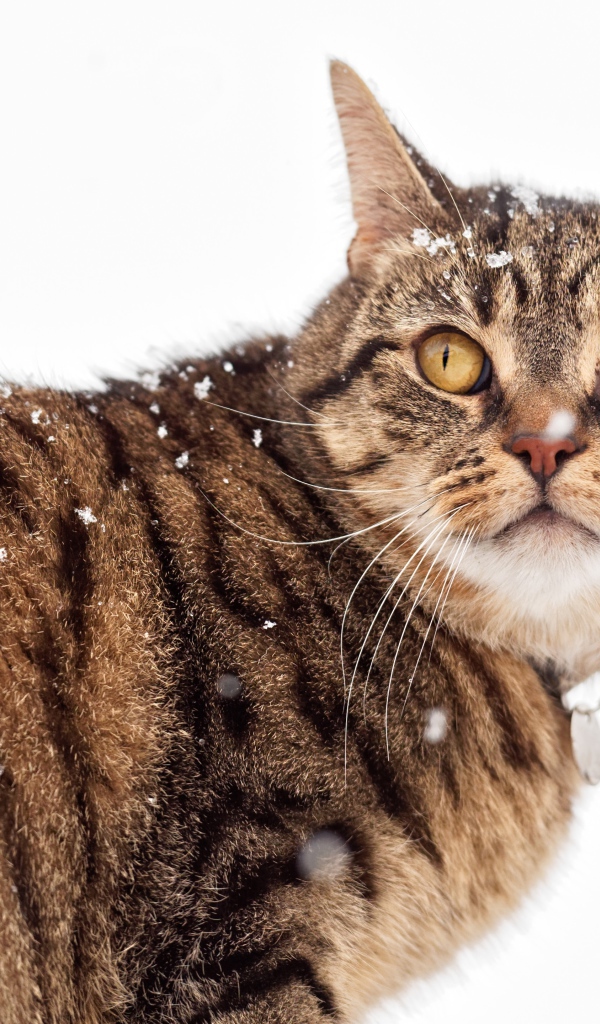 Большой серый кот на улице зимой