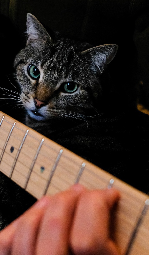 Большой серый кот сидит на руках у гитары