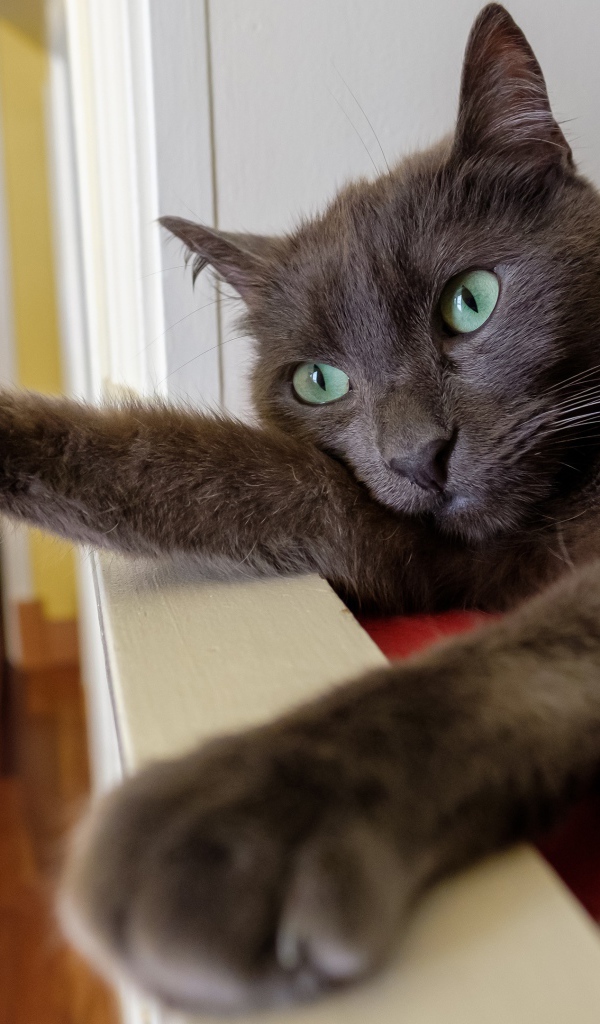 Большой серый кот с зелеными глазами 