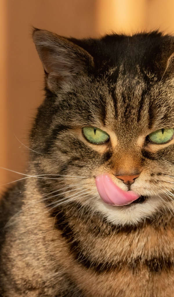 Большой серый кот с высунутым языком