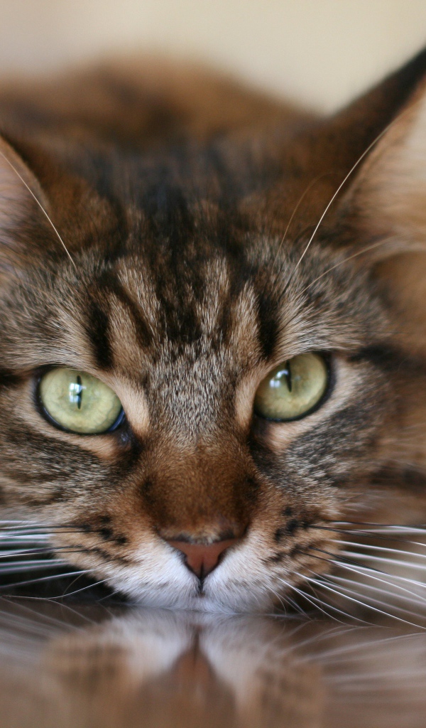 Большой серый кот с белыми усами крупным планом