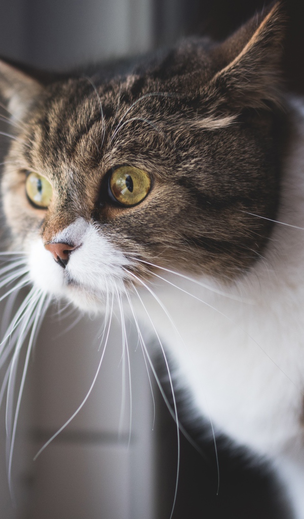 Большой серый с белым кот смотрит в окно 