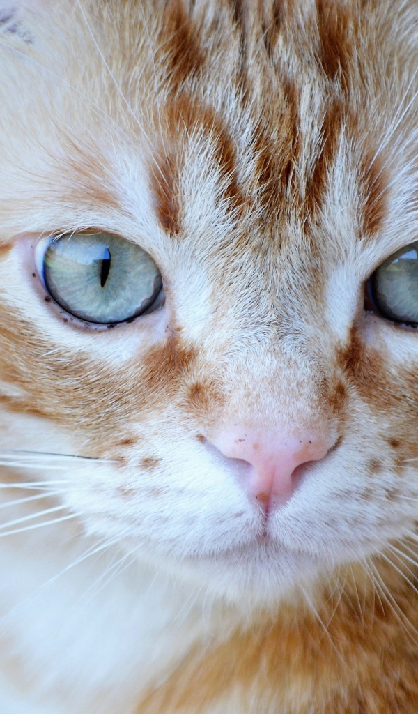 Большой рыжий голубоглазый кот крупным планом