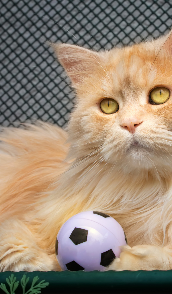 Большой рыжий кот играет с мячиком