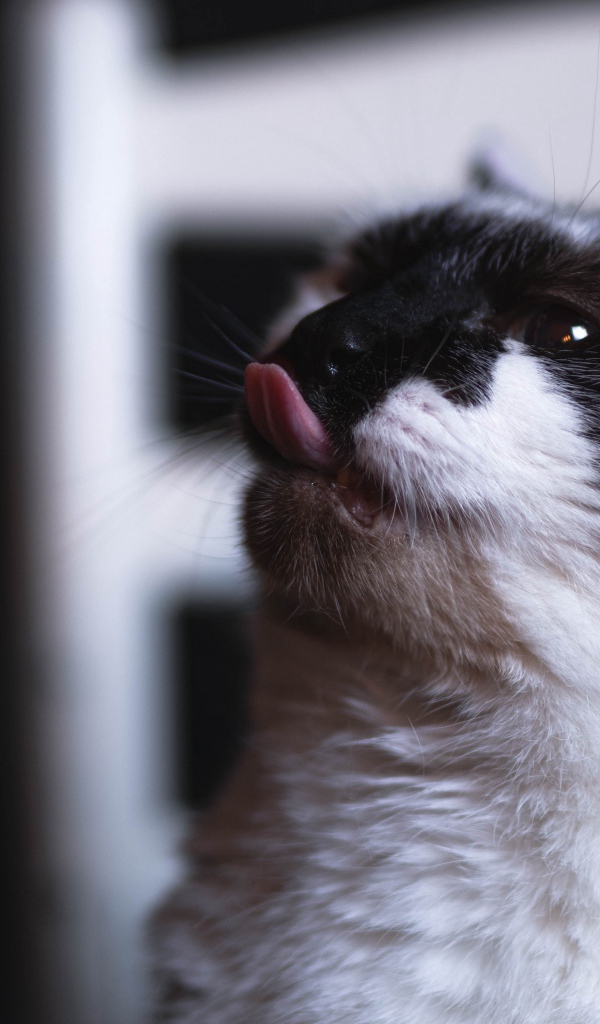 Черно белый кот с высунутым языком