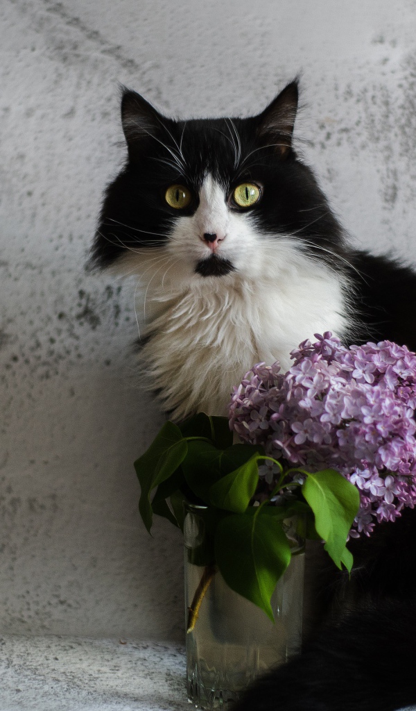 Черно-белый пушистый кот на фоне серой стены с сиренью 
