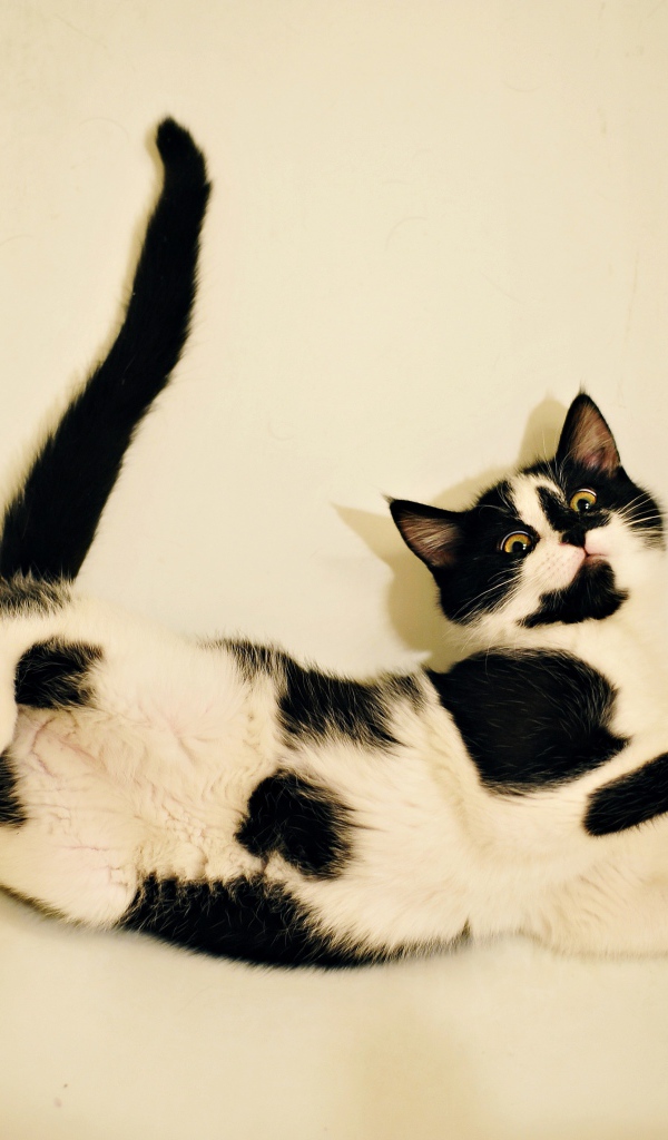 Черно - белый котенок лежит в белой ванной 