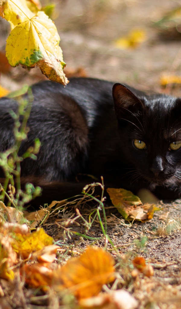 Black cat lies on the ground with fallen leaves