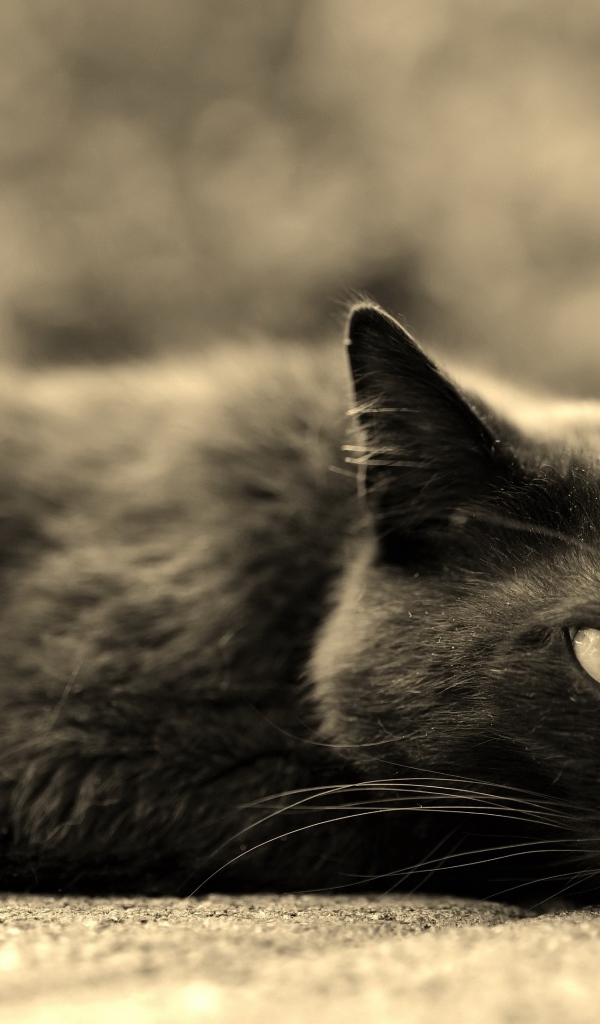 Черный кот лежит на асфальте 