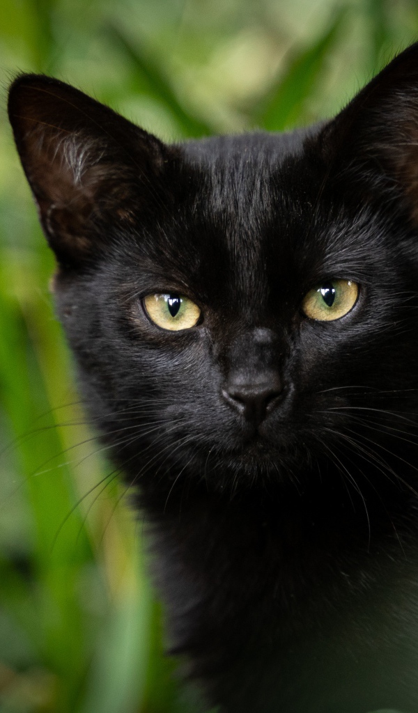 Черный кот с желтыми глазами крупным планом 