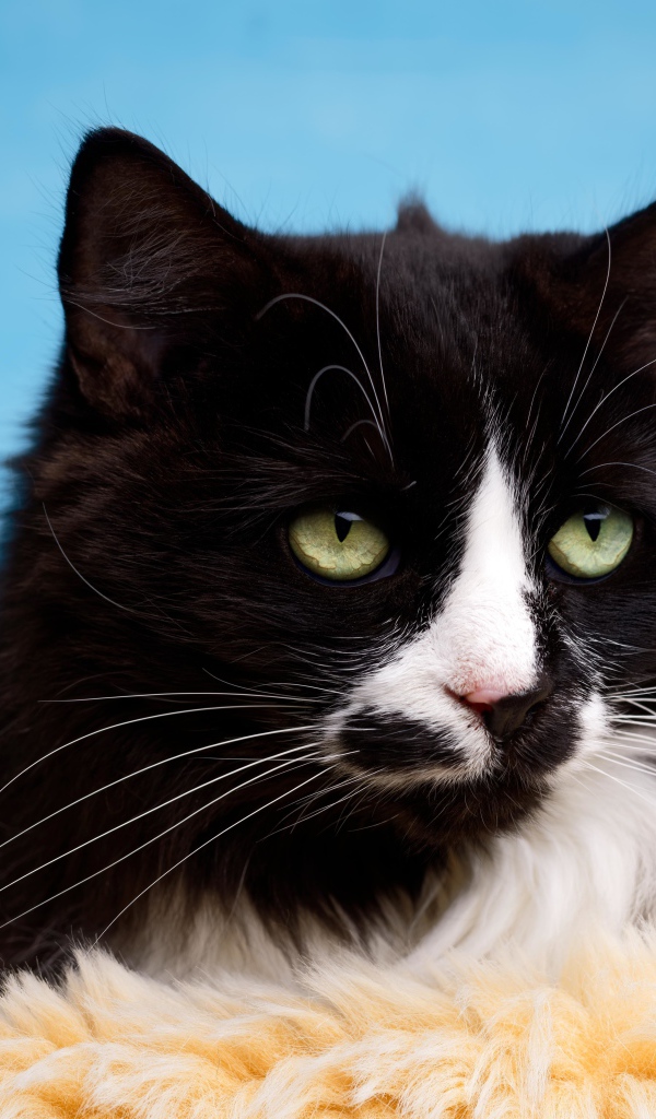 Черный пушистый кот с белыми пятнами на голубом фоне