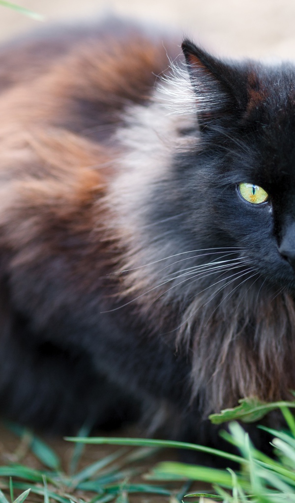 Черный пушистый породистый кот сидит у зеленой травы