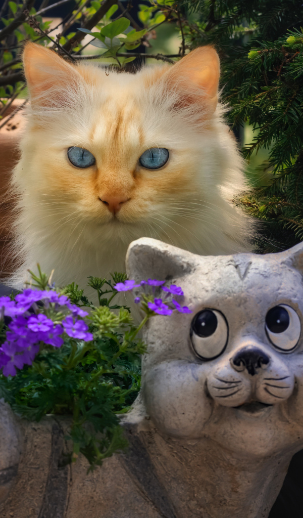 Голубоглазый рыжий кот прячется за садовой фигурой 