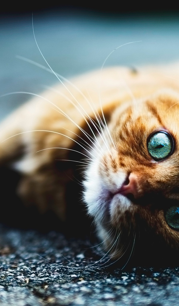 Голубоглазый рыжий кот лежит на асфальте