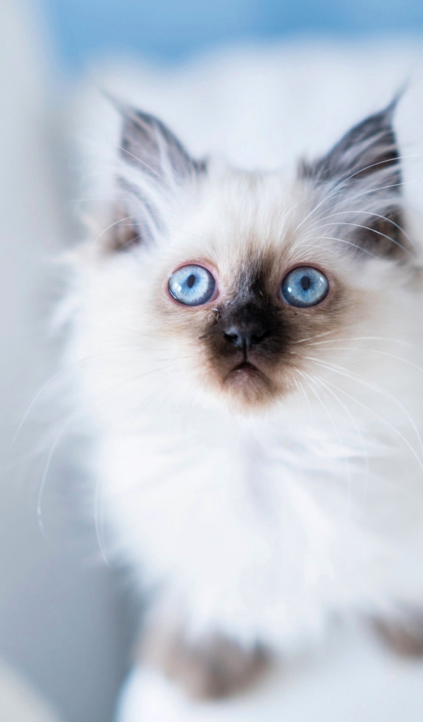 Голубоглазый породистый пушистый котенок