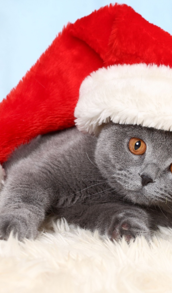 Британский кот в шапке Санта Клауса лежит на кровати 