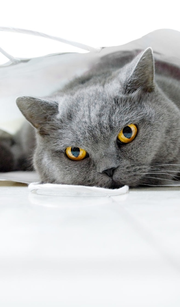 Британский кот лежит в белом пакете 