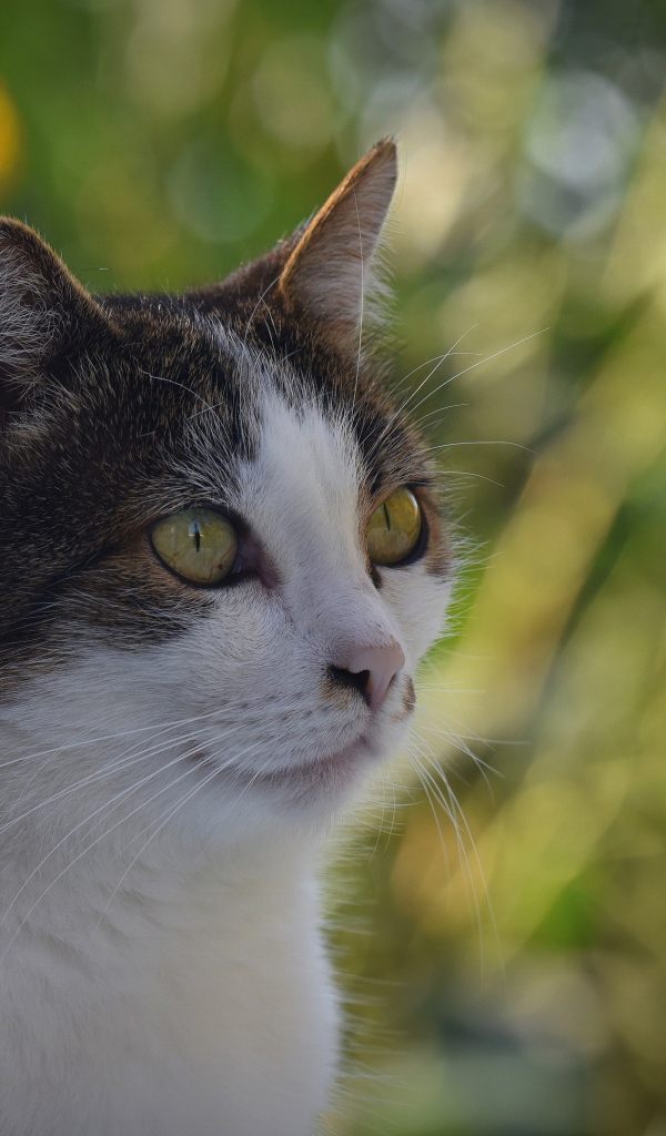 Кот сидит у желтых цветов